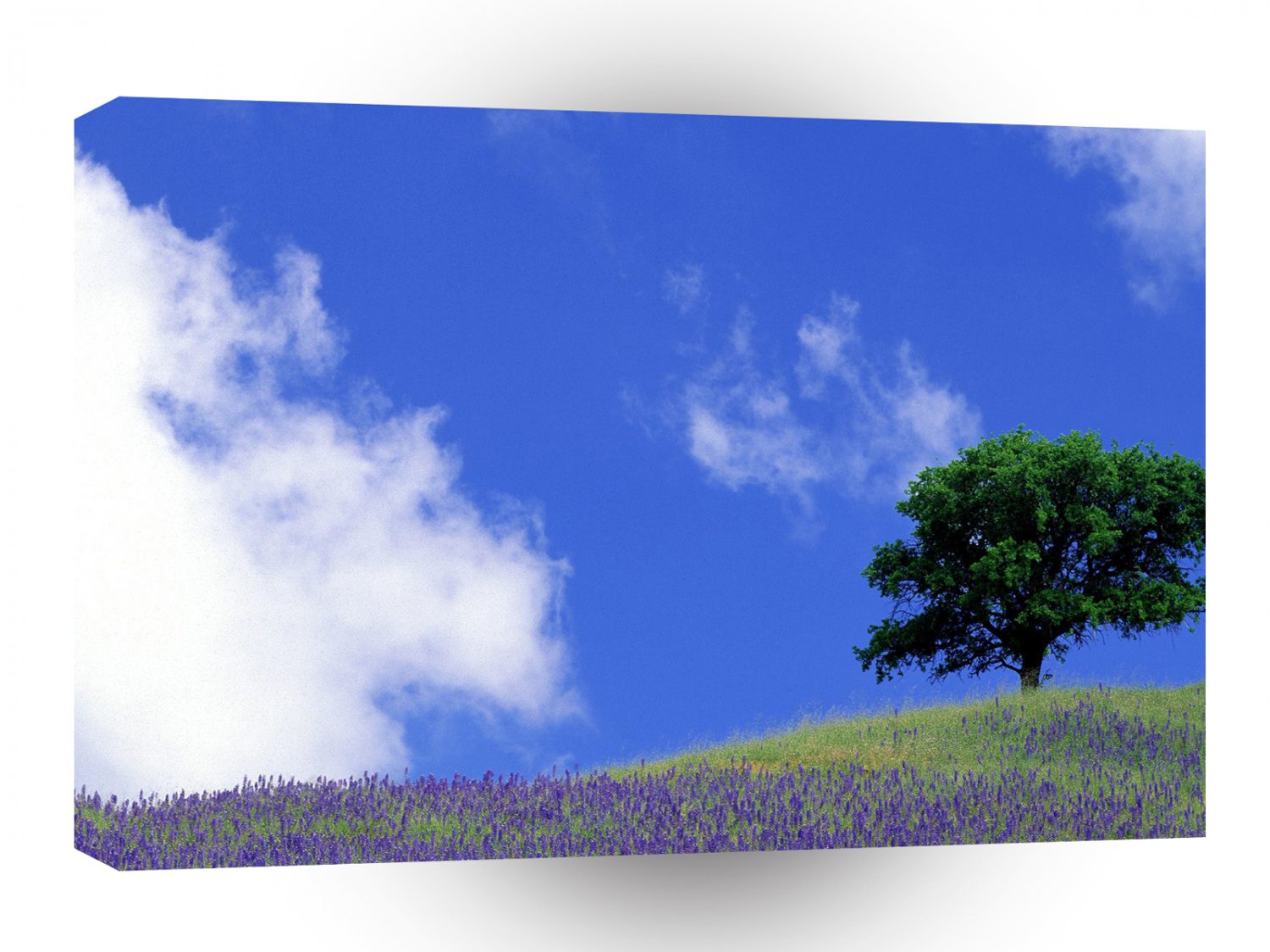 Trees Tranquil Field Sierra Nevada Foothills A1 XLarge Canvas