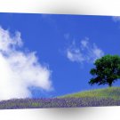 Trees Tranquil Field Sierra Nevada Foothills A1 XLarge Canvas