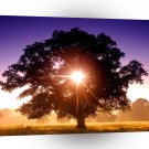 Trees Tree Of Life Devon England A1 XLarge Canvas