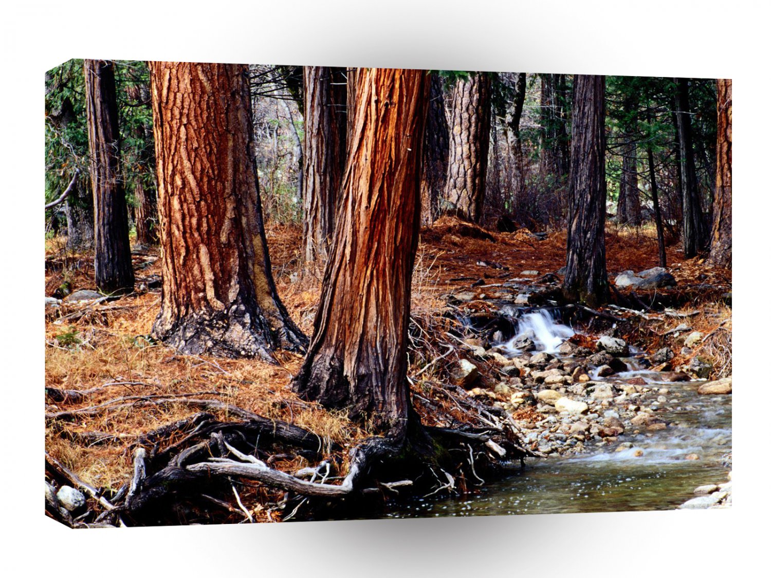 Trees Yosemite Creek Cedars A1 XLarge Canvas