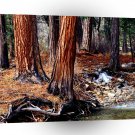 Trees Yosemite Creek Cedars A1 XLarge Canvas