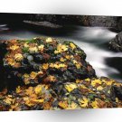 Water Autumn Covered Rock Elk River A1 XLarge Canvas