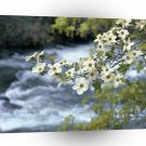 Water Dogwood Tree Blooms Yosemite A1 XLarge Canvas