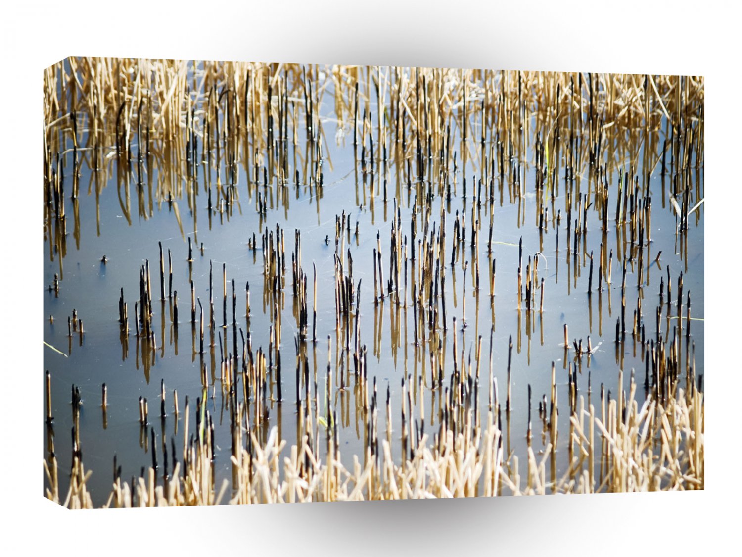 Water Rice Fields Crop A1 XLarge Canvas