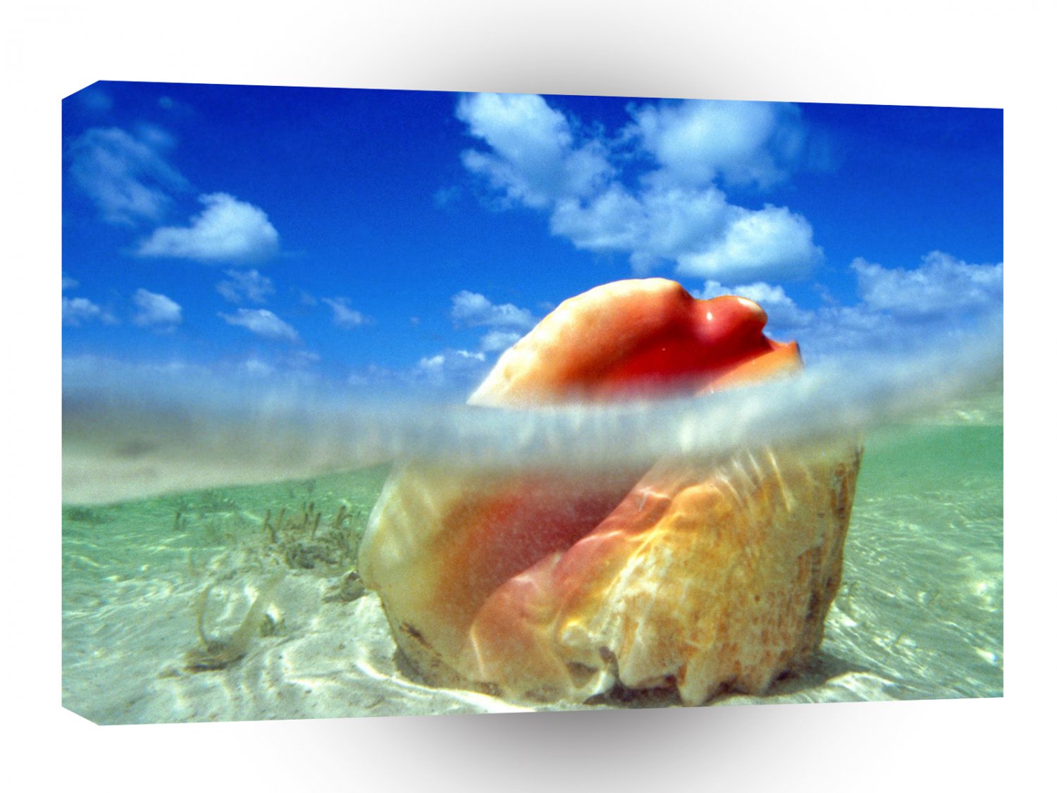 Water Sunken Treasure Shell Bahamas A1 XLarge Canvas