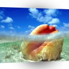 Water Sunken Treasure Shell Bahamas A1 XLarge Canvas
