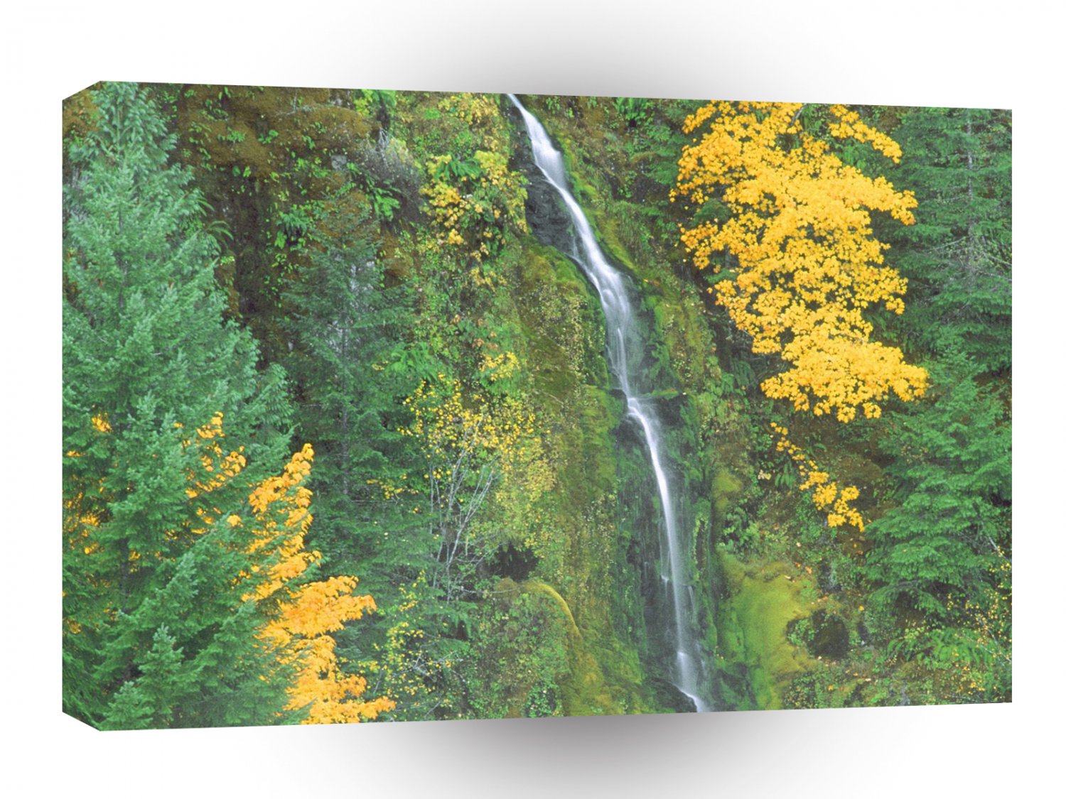 Waterfall Terwilliger Hot Springs Fall A1 XLarge Canvas