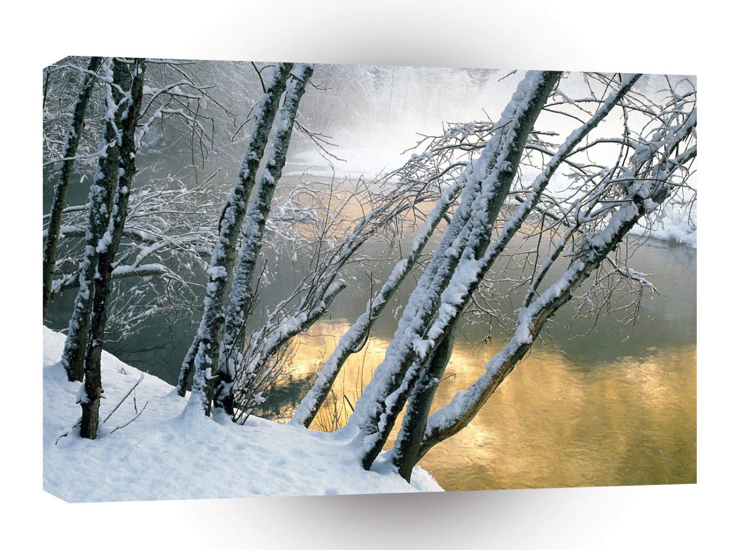 Winter Alder Trees Merced River Yosemite A1 XLarge Canvas