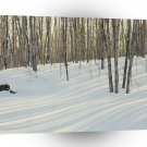 Winter Birch Aspen A1 XLarge Canvas