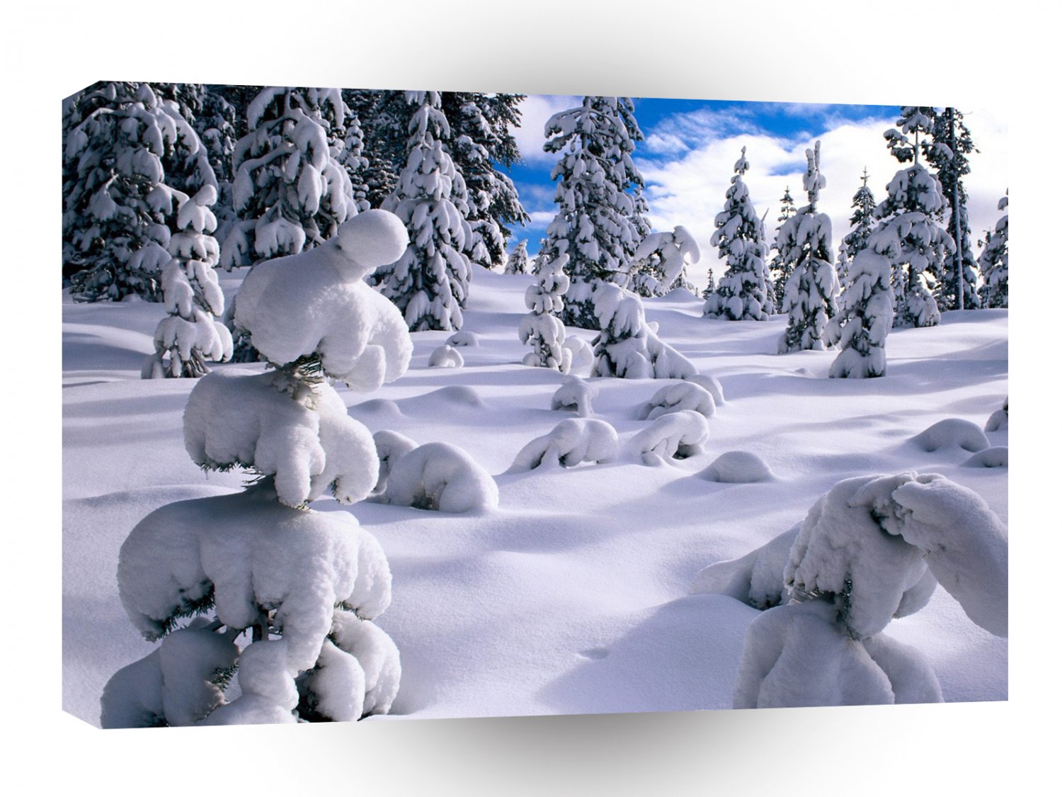 Winter Pines Willamette Oregon A1 XLarge Canvas
