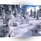 Winter Pines Willamette Oregon A1 XLarge Canvas
