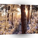 Winter Ponderosa Starburst Fremont Oregon A1 XLarge Canvas