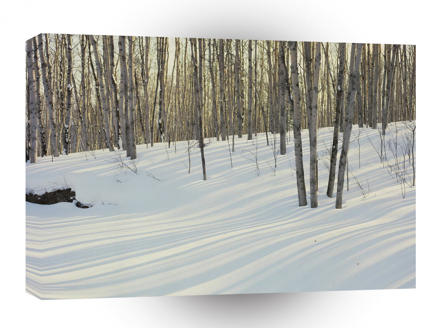 Winter Scene Cold Birch And Aspen Forest A1 XLarge Canvas