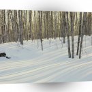 Winter Scene Cold Birch And Aspen Forest A1 XLarge Canvas