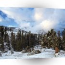 Winter Scene Early Snow Tree Huddle Nevada A1 XLarge Canvas