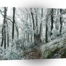 Winter Scene Freezed Forest A1 XLarge Canvas