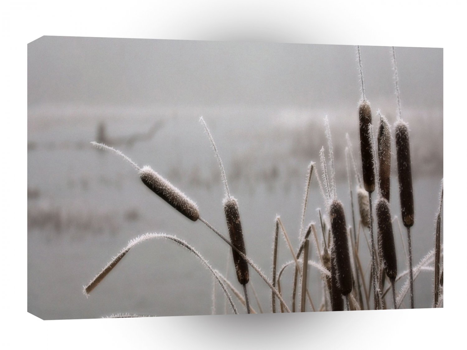 Winter Scene Frosted Cattails A1 XLarge Canvas