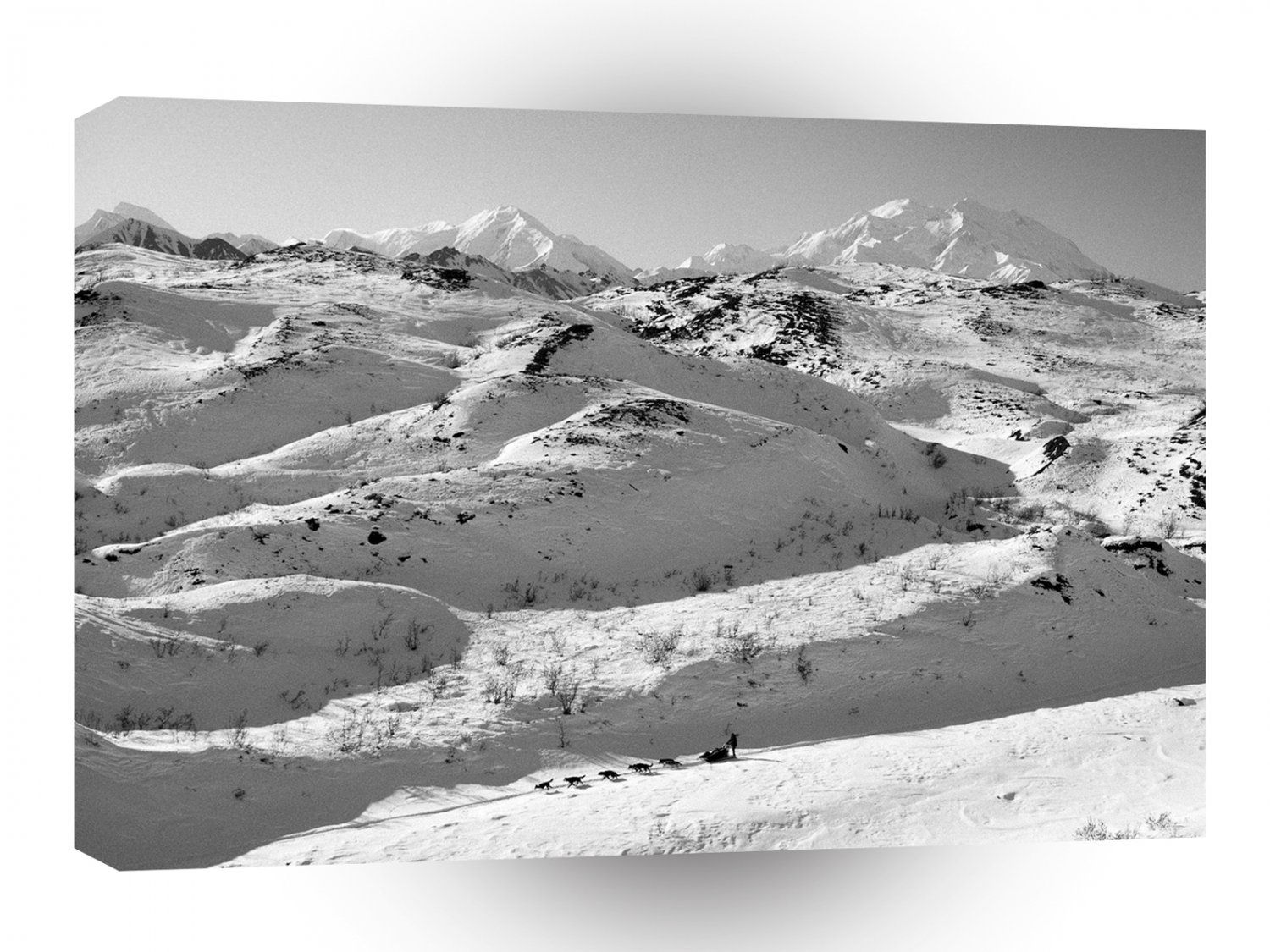 Winter Scene Sled Dog Team Denali Alaska A1 XLarge Canvas