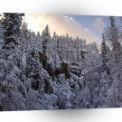 Winter Scene Total Whiteout A1 XLarge Canvas
