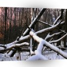 Winter Scene White Powder Woods A1 XLarge Canvas