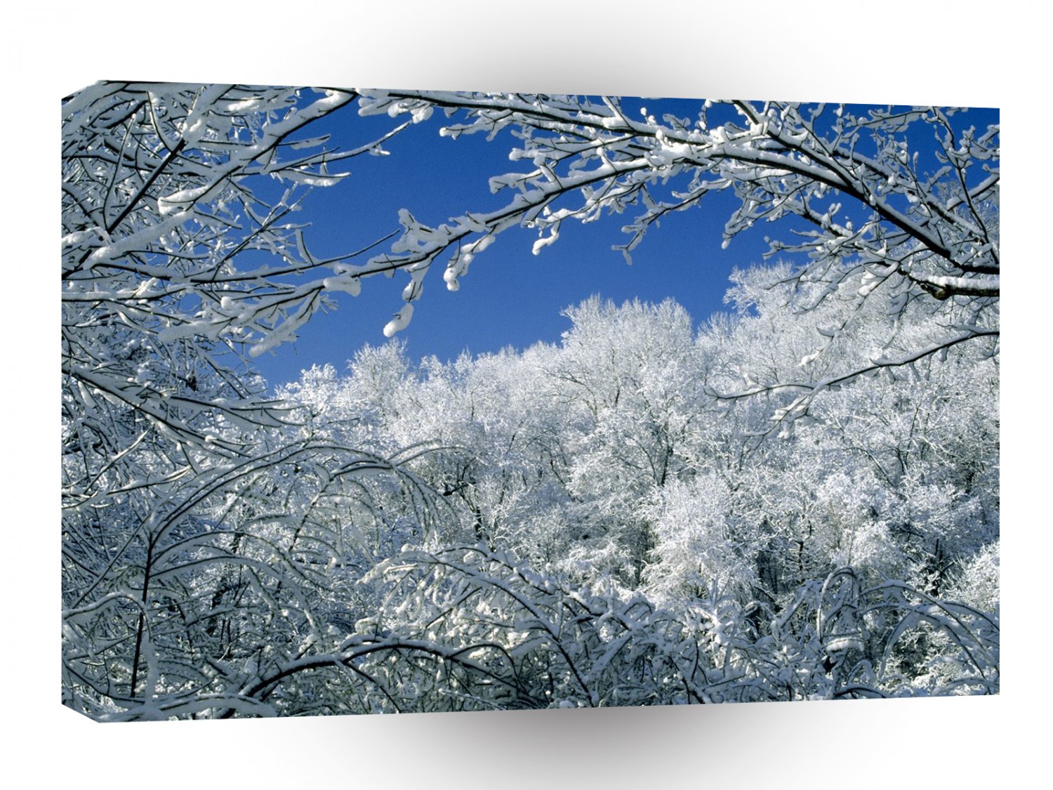 Winter Snow Covered Trees Warner Nashville A1 XLarge Canvas