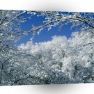Winter Snow Covered Trees Warner Nashville A1 XLarge Canvas
