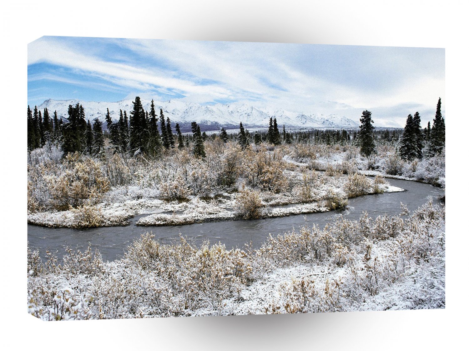 Winter Willow Shrub Spruce Trees Savage River A1 XLarge Canvas