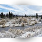 Winter Willow Shrub Spruce Trees Savage River A1 XLarge Canvas