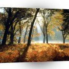 Yosemite Black Oaks And Ferns Park A1 XLarge Canvas