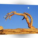 Yosemite Moonrise Pine Sentinel Dome Park A1 XLarge Canvas