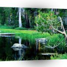 Yosemite Siesta Lake Park A1 XLarge Canvas