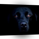 Abstract Animal Dark Dog A1 Xlarge Canvas