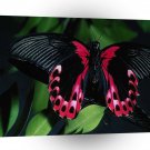 Abstract Animal Elegant Butterfly A1 Xlarge Canvas