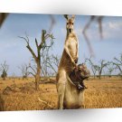 Abstract Animal Kangaroo Weird A1 Xlarge Canvas