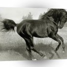 Abstract Animal Stampede A1 Xlarge Canvas