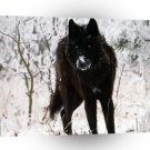 Abstract Animal Winter Wolf Hound A1 Xlarge Canvas