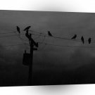 Abstract Animals Bird Rest Night A1 Xlarge Canvas