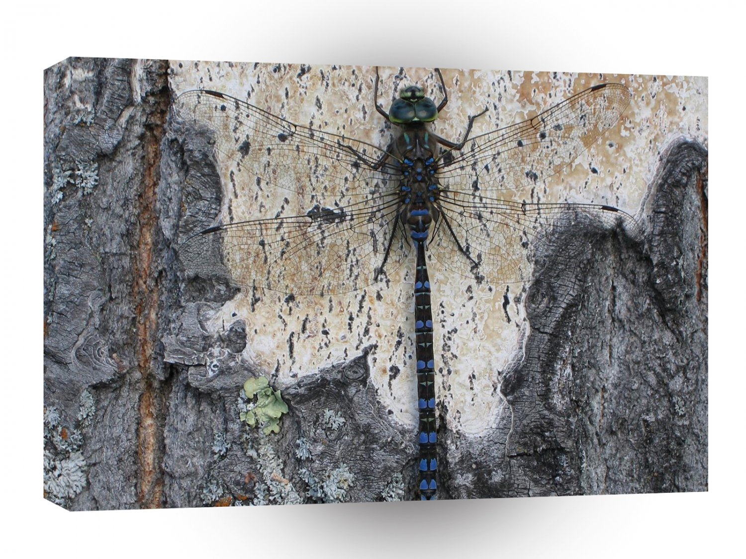 Abstract Animals Camouflage Dragonfly Tree A1 Xlarge Canvas