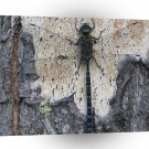 Abstract Animals Camouflage Dragonfly Tree A1 Xlarge Canvas
