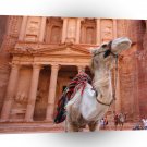 Abstract Animals Jordan Petra Treasury Camel A1 Xlarge Canvas