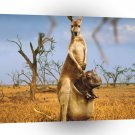 Abstract Animals Kangaroo Baby Shock A1 Xlarge Canvas