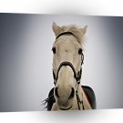Abstract Animals White Horse Closeup A1 Xlarge Canvas