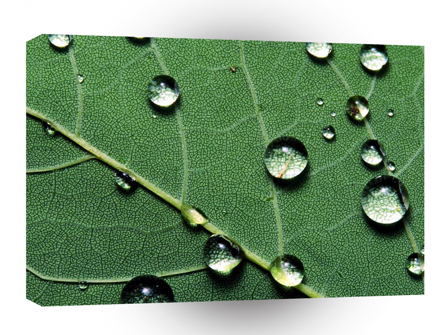 Abstract Colors Raindrops On A Fallen Leaf A1 Xlarge Canvas