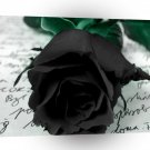 Abstract Flower Black Rose Letter A1 Xlarge Canvas