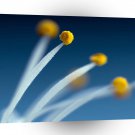 Abstract Flower Pollen Catchers A1 Xlarge Canvas