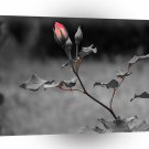 Abstract Flower Rose Spring To Summer A1 Xlarge Canvas