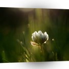 Abstract Flower Rush Of Light A1 Xlarge Canvas