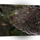 Abstract Garden Web Of Dew A1 Xlarge Canvas