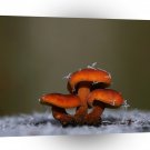Abstract Natural Force Winter Fungus A1 Xlarge Canvas