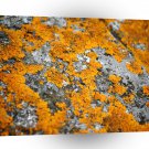Abstract Stone Fungus A1 Xlarge Canvas